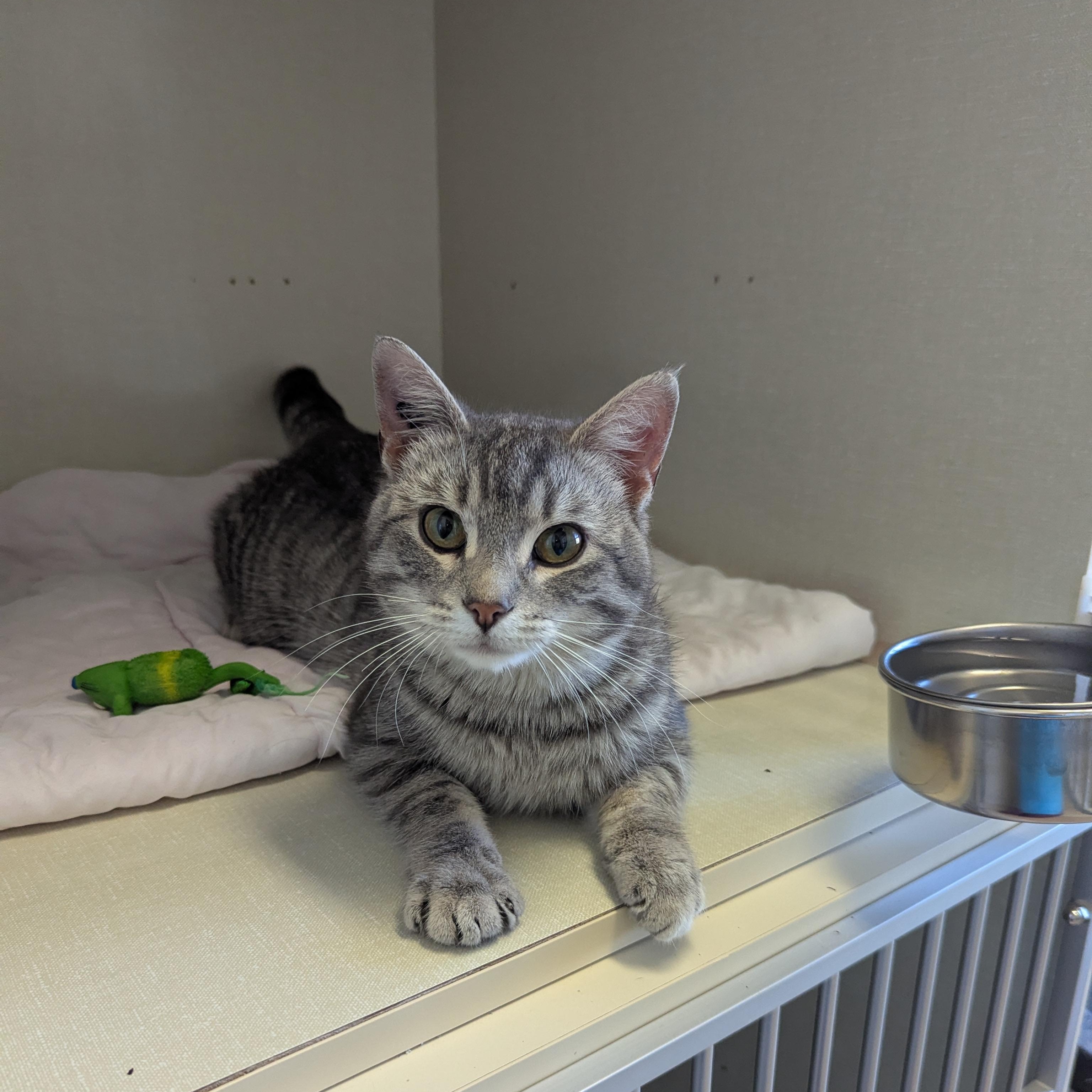 Big Tom, adopted, Young Male Domestic Short Hair.