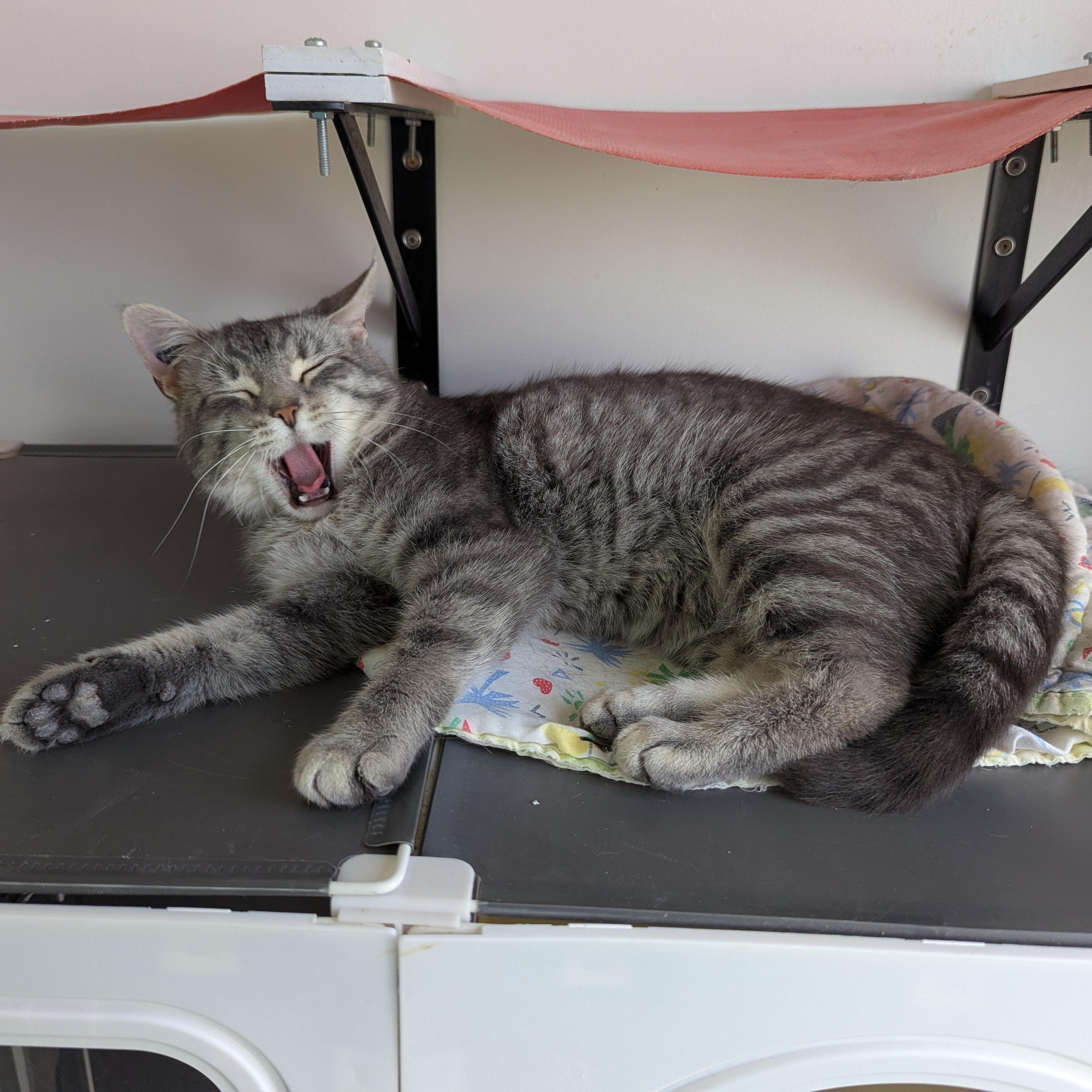 Big Tom, an adopted Domestic Short Hair in Morden, MB image 4/5