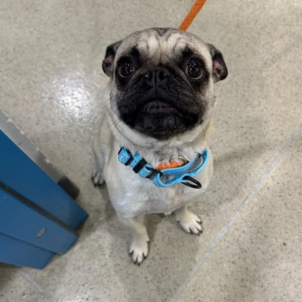 Enlarge Percy (ID 50707/879), an adopted Pug in Manassas, VA image 1/2