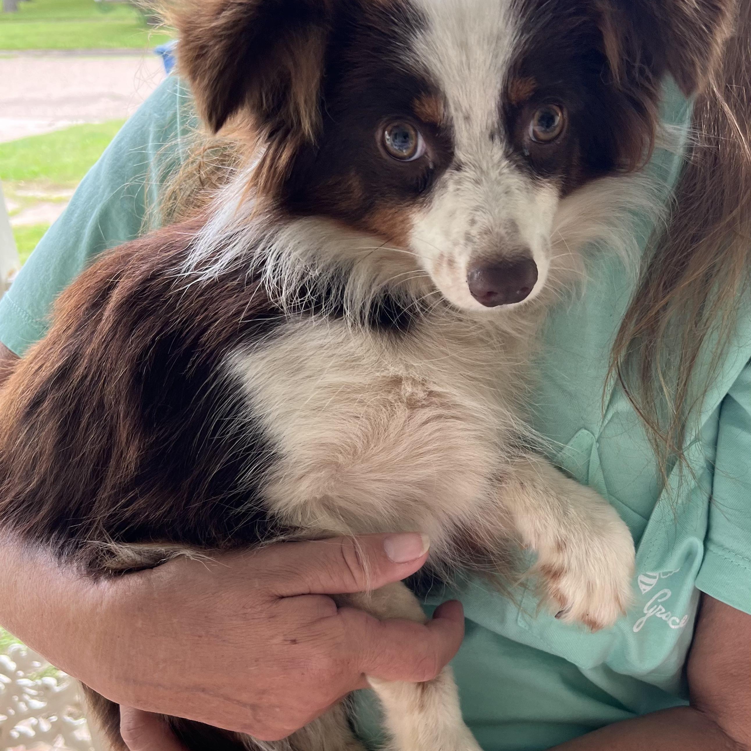 Ally Savor, Adoptable, Young Female Australian Shepherd.