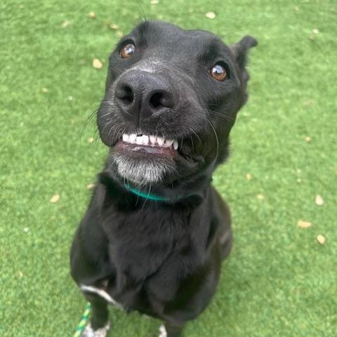 Marbles - (WA), a Adoptable mixed breed in Seattle, WA image 4/6