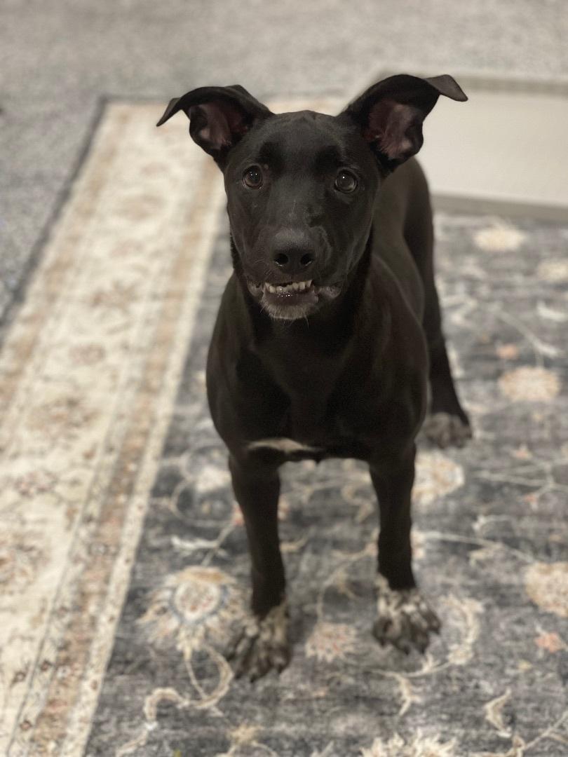 Marbles - (WA), a Adoptable mixed breed in Seattle, WA image 6/6