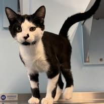 Lucifer, ADOPTABLE, Young Male Domestic Short Hair.