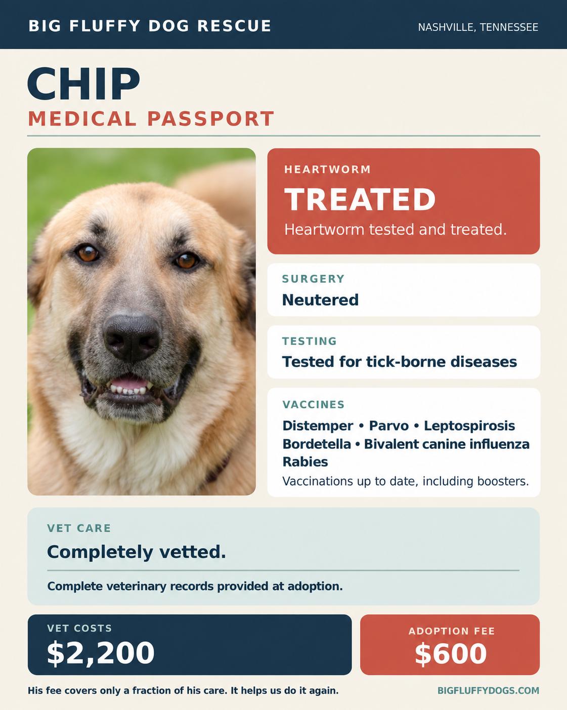 Enlarge Chip, a Adoptable mixed breed in Virginia Beach, VA image 4/4