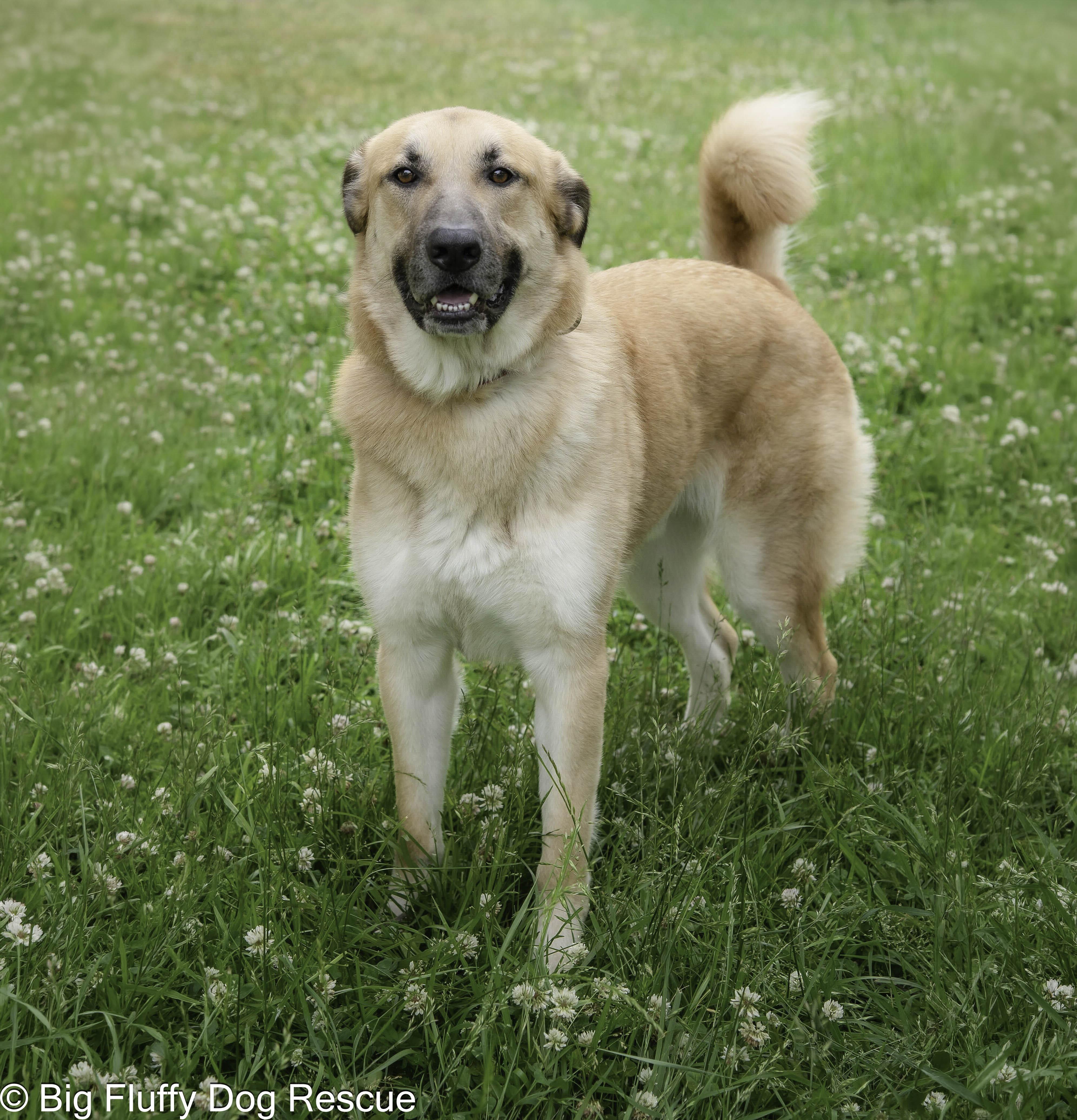 Enlarge Chip, a Adoptable mixed breed in Virginia Beach, VA image 3/4