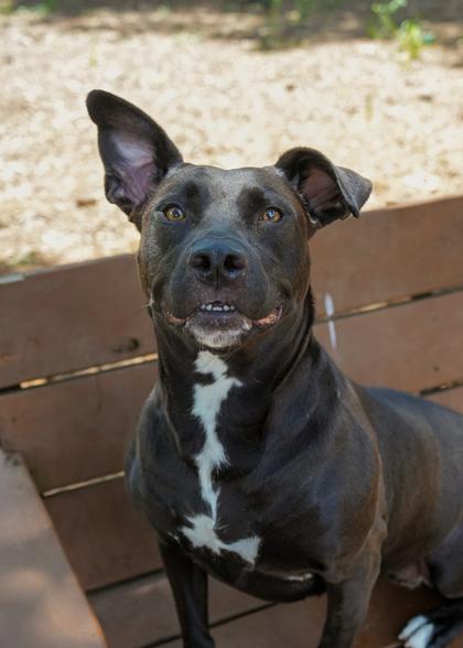 Jean 49693, a Adoptable mixed breed in Aiken, SC image 1/3