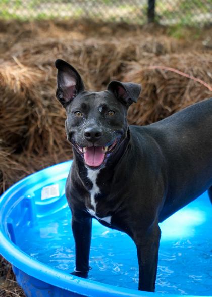 Jean 49693, a Adoptable mixed breed in Aiken, SC image 2/3