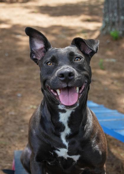 Jean 49693, a Adoptable mixed breed in Aiken, SC image 3/3