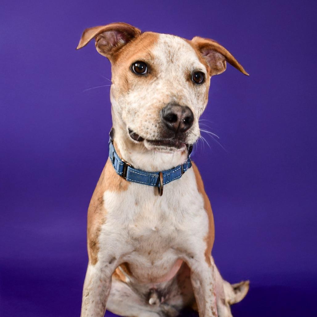 Denny FKA Don, Adoptable, Young Male Pointer & Mixed Breed.