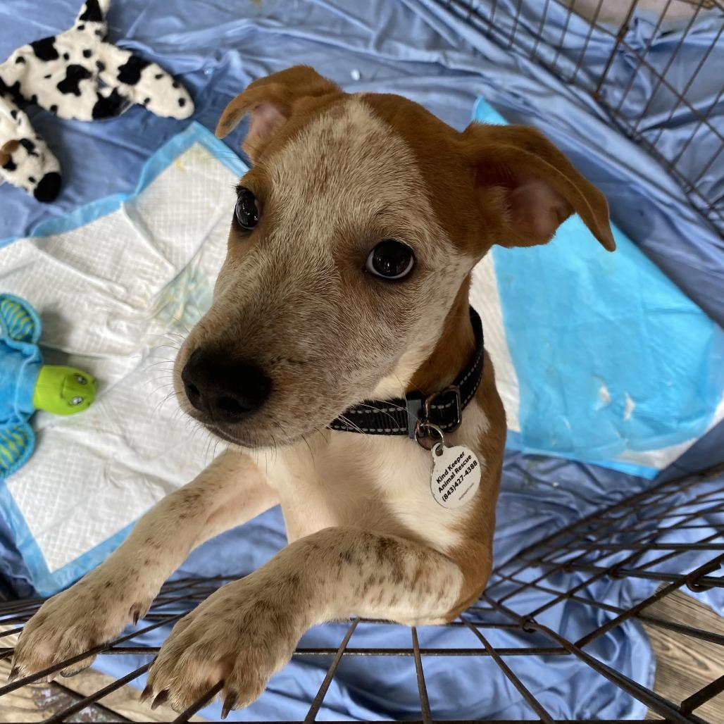 Denny FKA Don, a Adoptable mixed breed in North Myrtle Beach, SC image 2/4