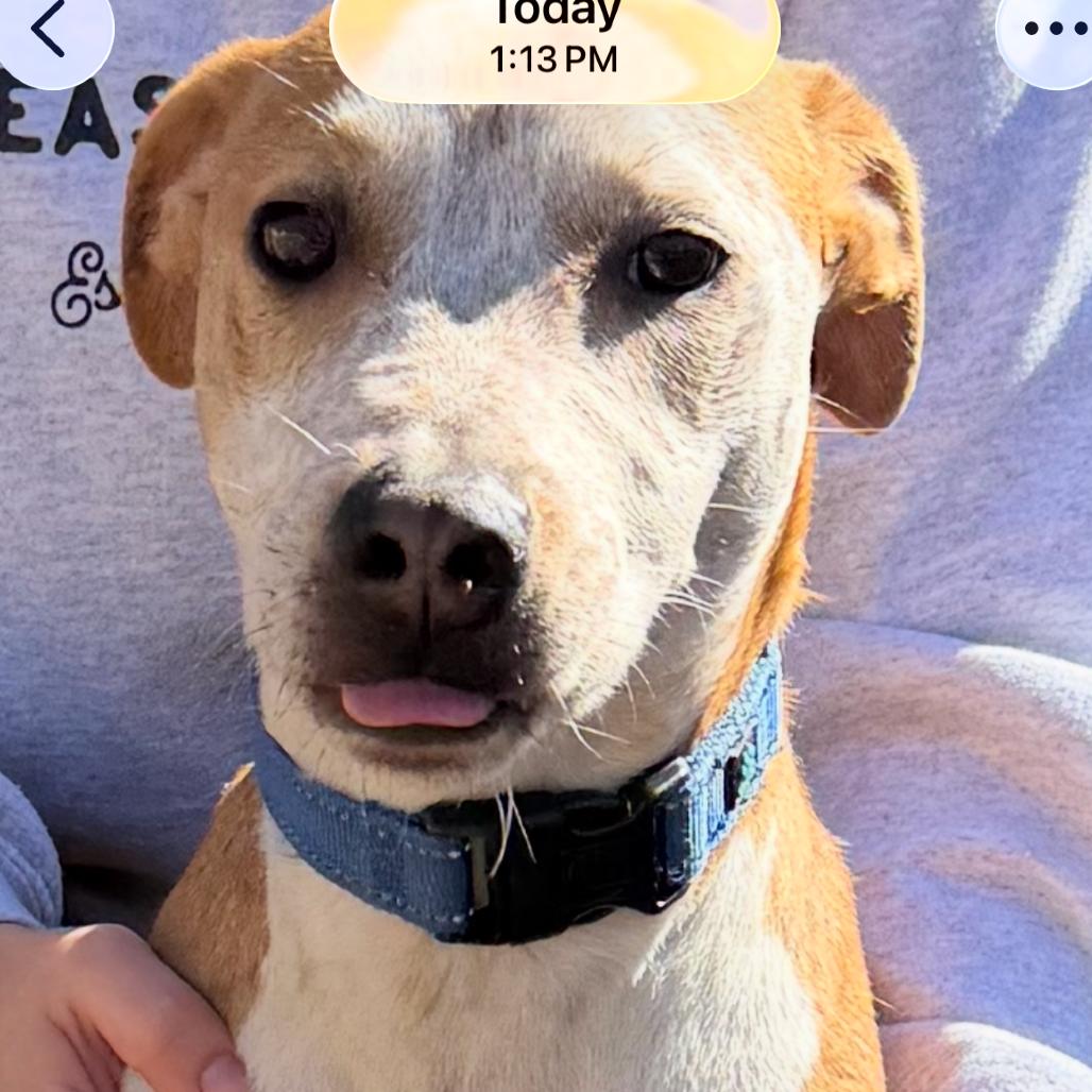 Denny FKA Don, a Adoptable mixed breed in North Myrtle Beach, SC image 3/4