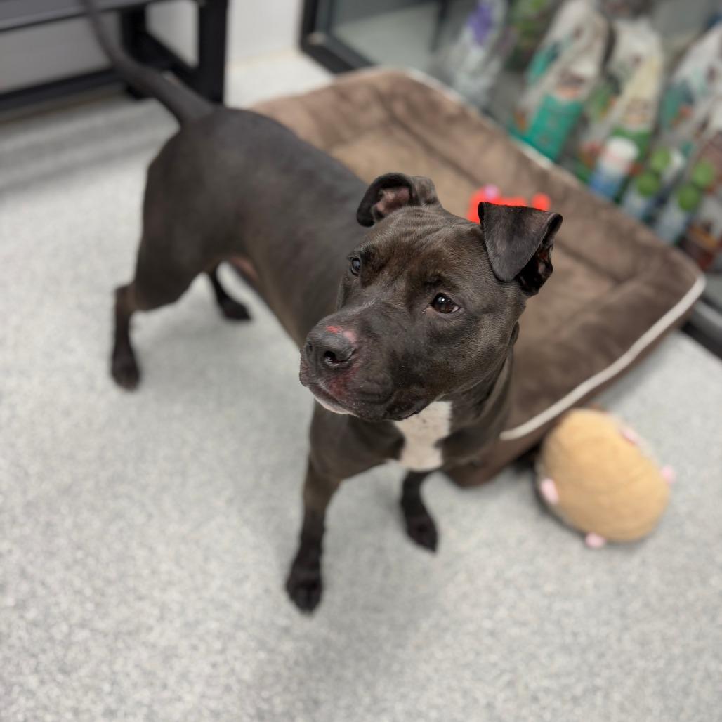 Enlarge Stella, a Adoptable mixed breed in Monticello, IA image 4/6