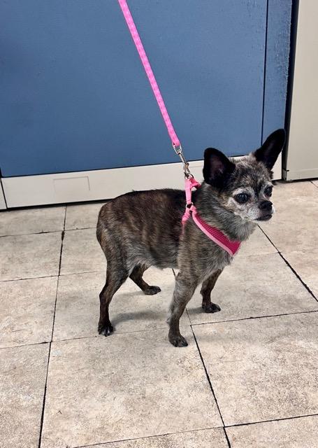 Enlarge Pebbles, a ADOPTABLE mixed breed in Englewood, FL image 1/2