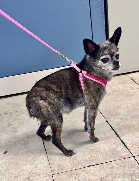 Enlarge Pebbles, a ADOPTABLE mixed breed in Englewood, FL image 2/2