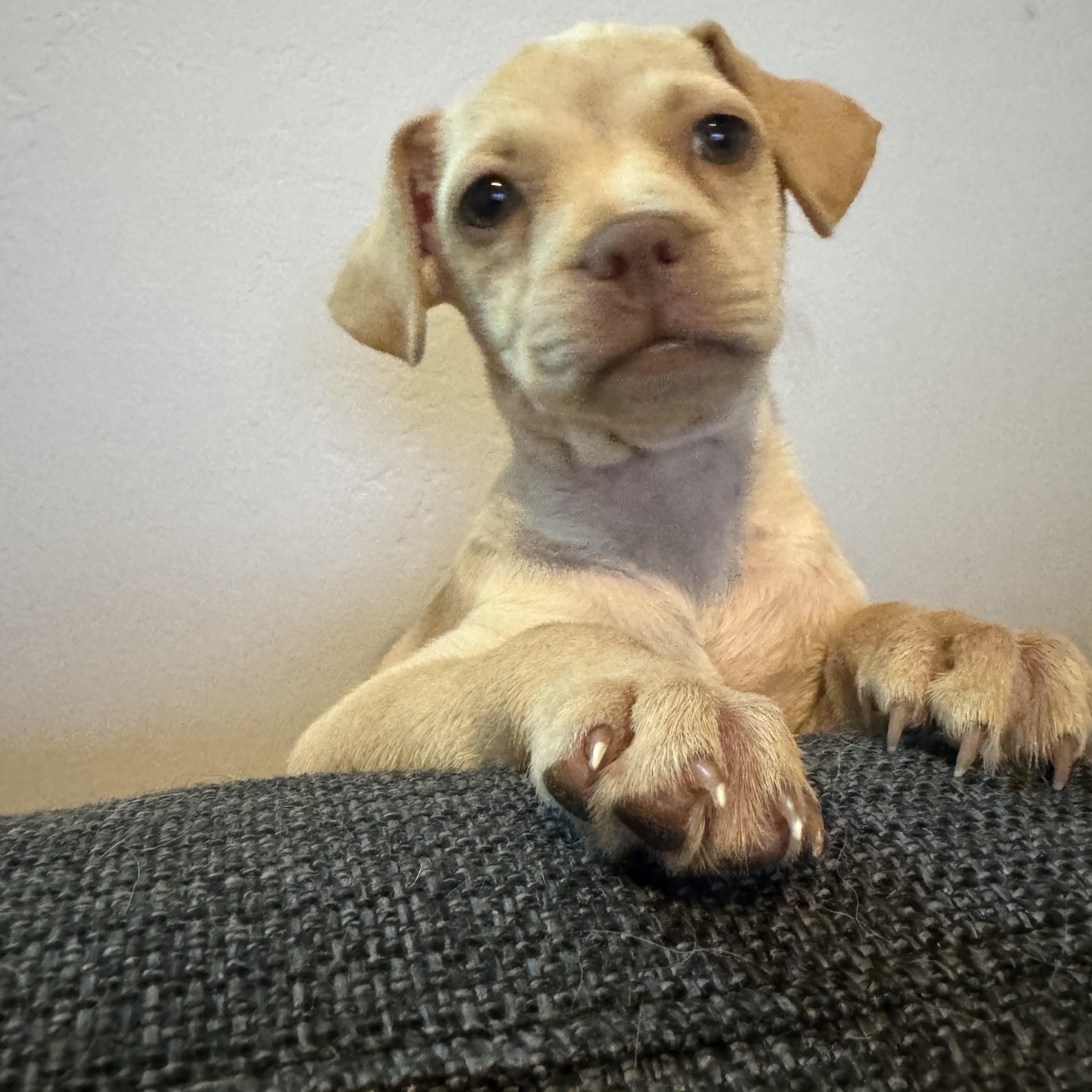 Enlarge Molly, an adopted mixed breed in El Cajon, CA image 4/6