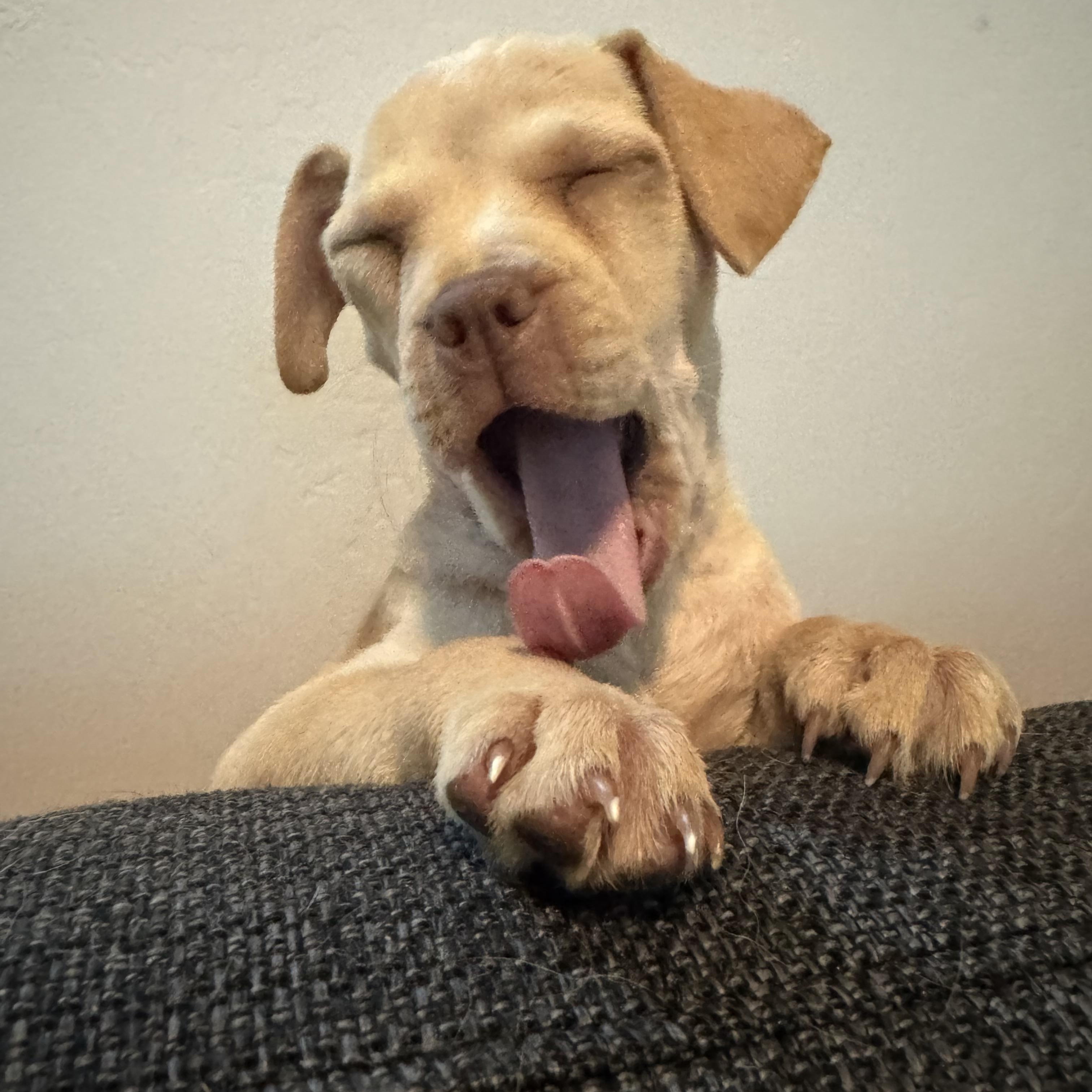 Enlarge Molly, an adopted mixed breed in El Cajon, CA image 2/6
