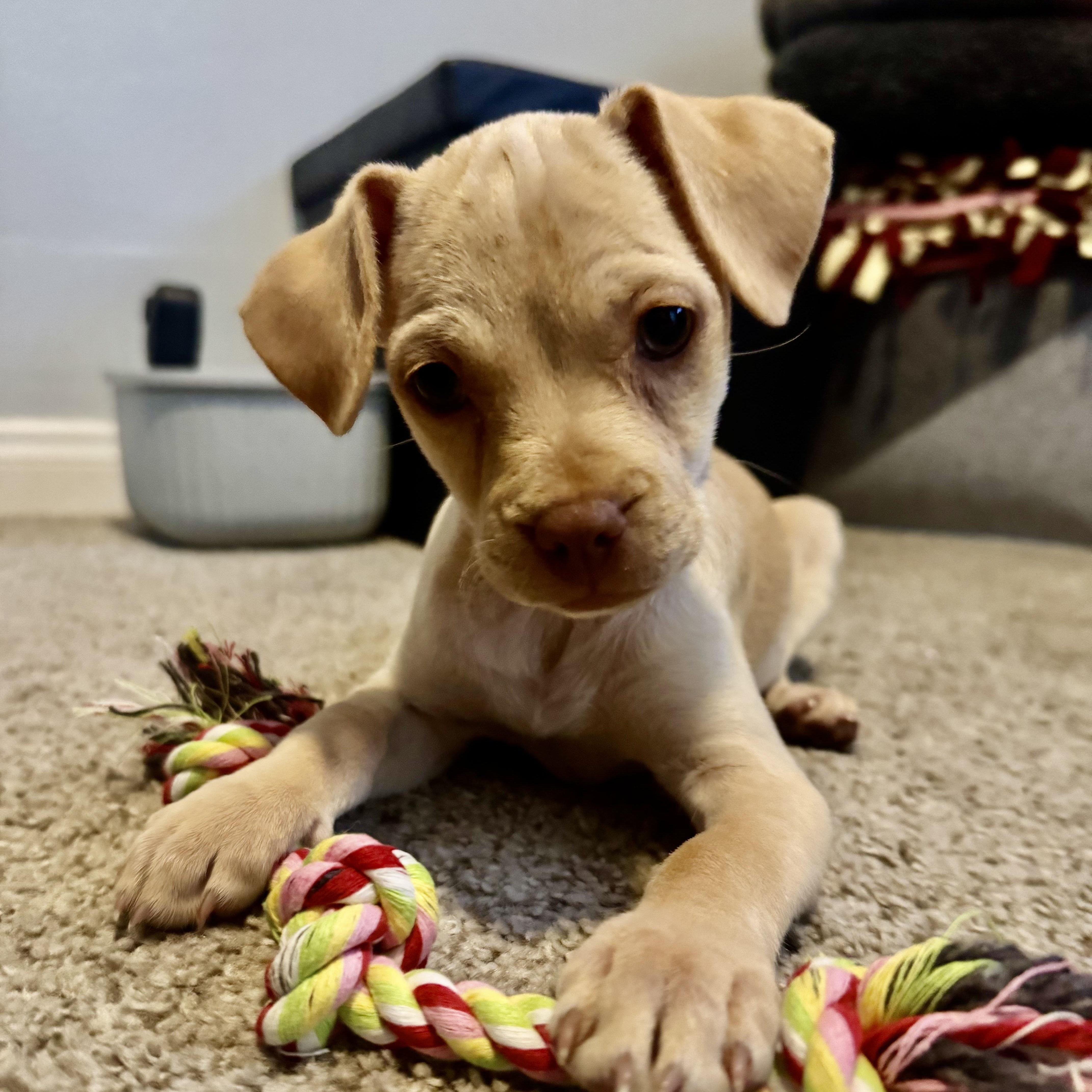 Molly, adopted, Puppy Female Chihuahua & Terrier.