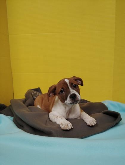 Enlarge BeeBee, a Adoptable mixed breed in Houston, TX image 1/1