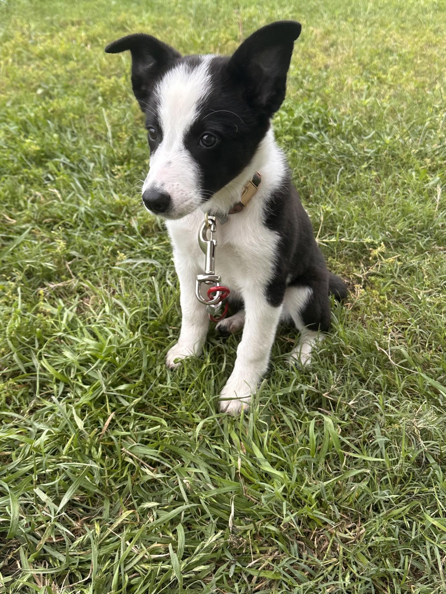Arwen (Courtesy Post), a ADOPTABLE mixed breed in Montague, TX image 2/2