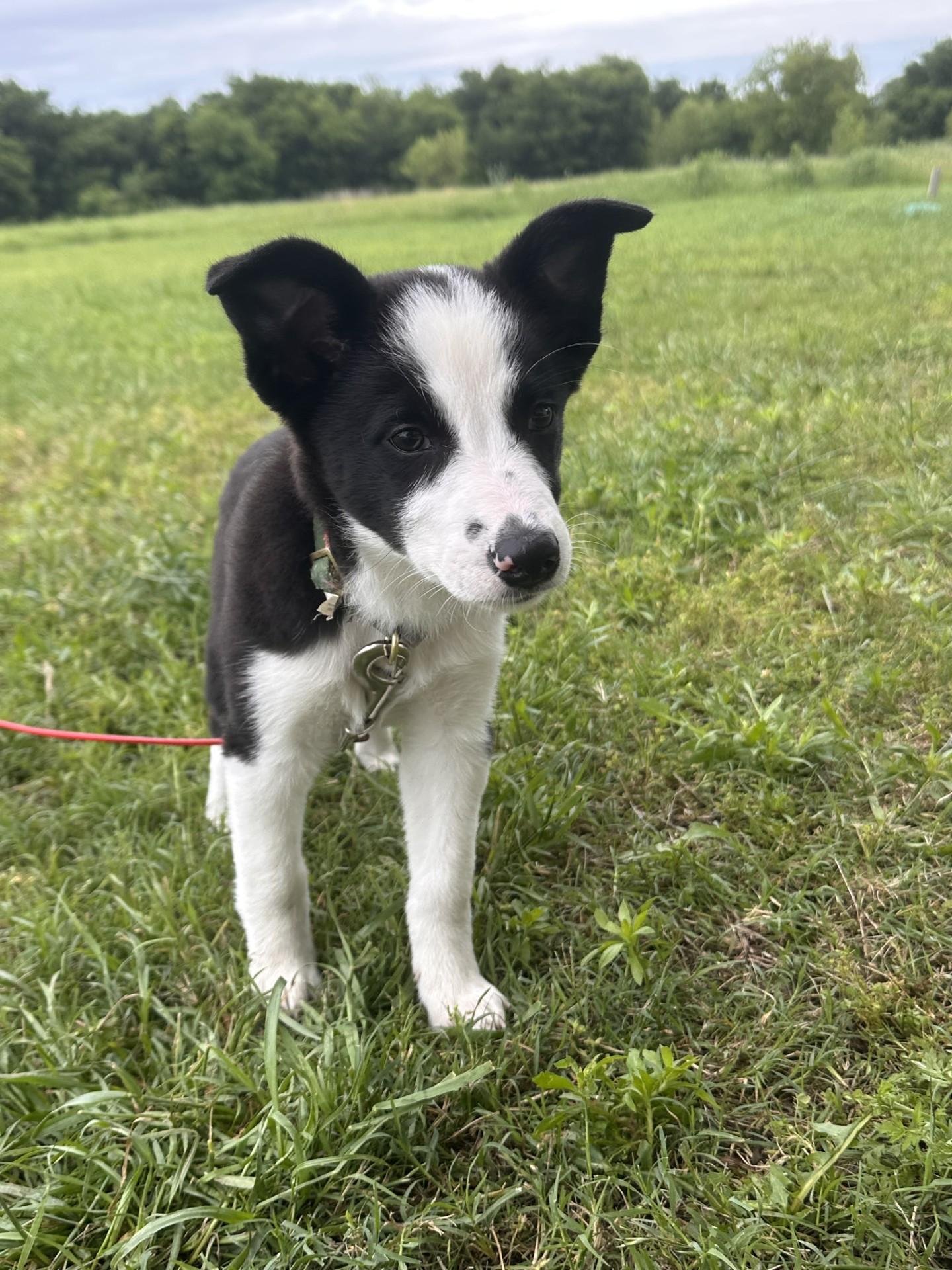 Arwen (Courtesy Post), a ADOPTABLE mixed breed in Montague, TX image 1/2
