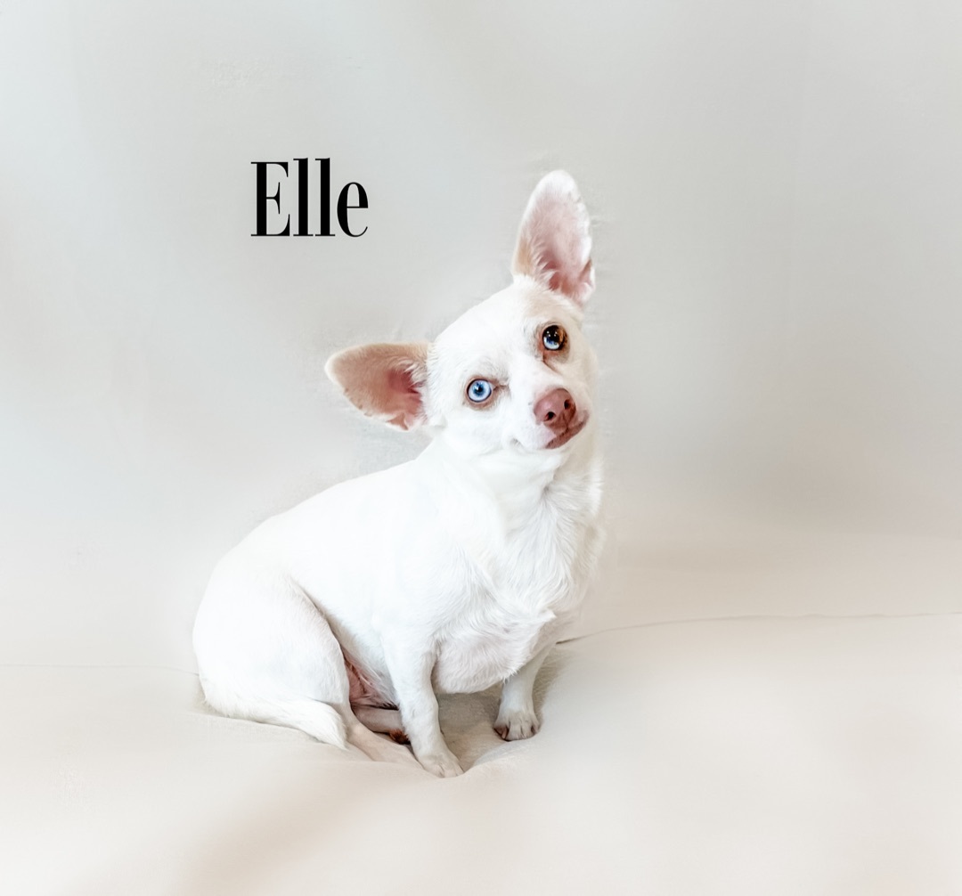 ~darling Elle~, Adopted, Young Female Chihuahua.