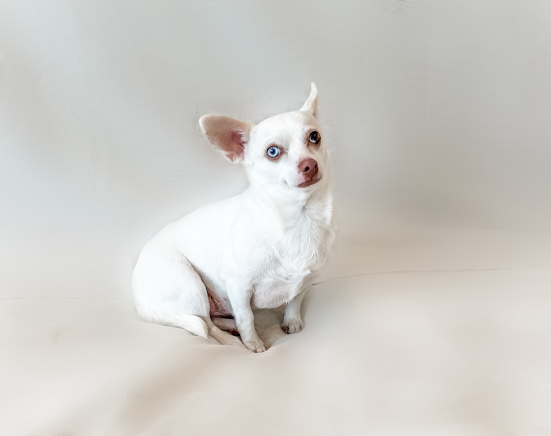 Enlarge ~darling Elle~, a Adopted Chihuahua in Burlington, NC image 2/10