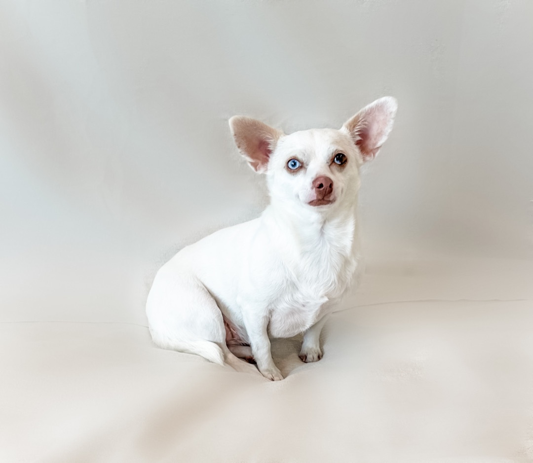 Enlarge ~darling Elle~, a Adopted Chihuahua in Burlington, NC image 3/10