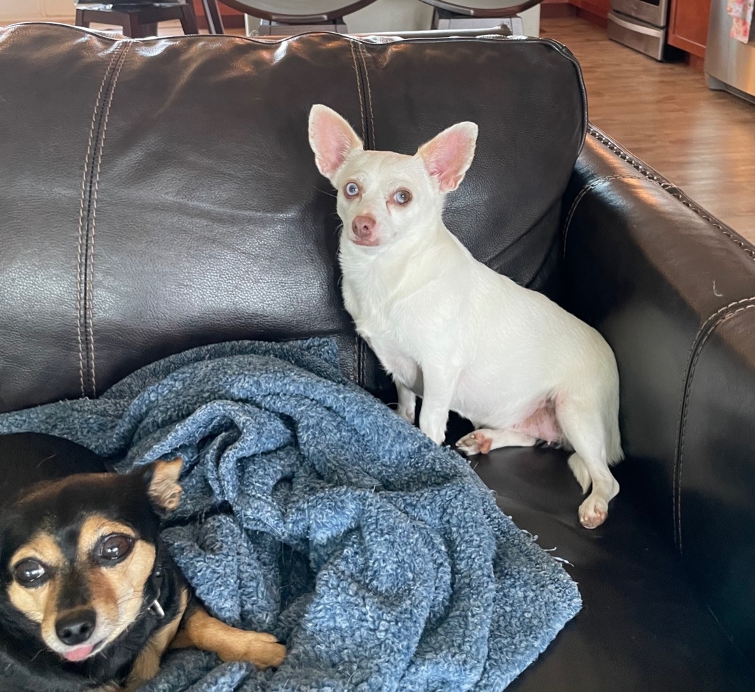 Enlarge ~darling Elle~, a Adopted Chihuahua in Burlington, NC image 4/10