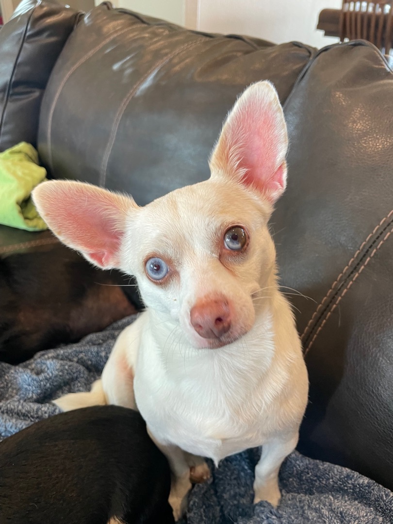 Enlarge ~darling Elle~, a Adopted Chihuahua in Burlington, NC image 5/10