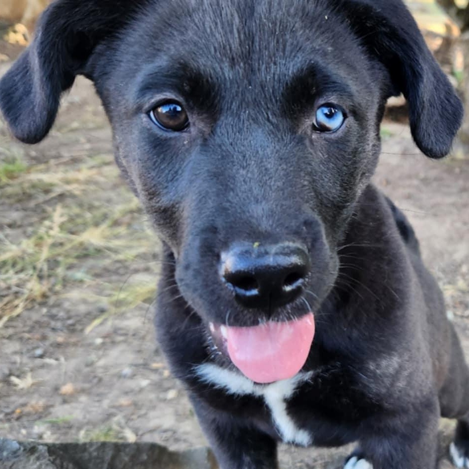 Harper, Baby Female Pit Bull Terrier
