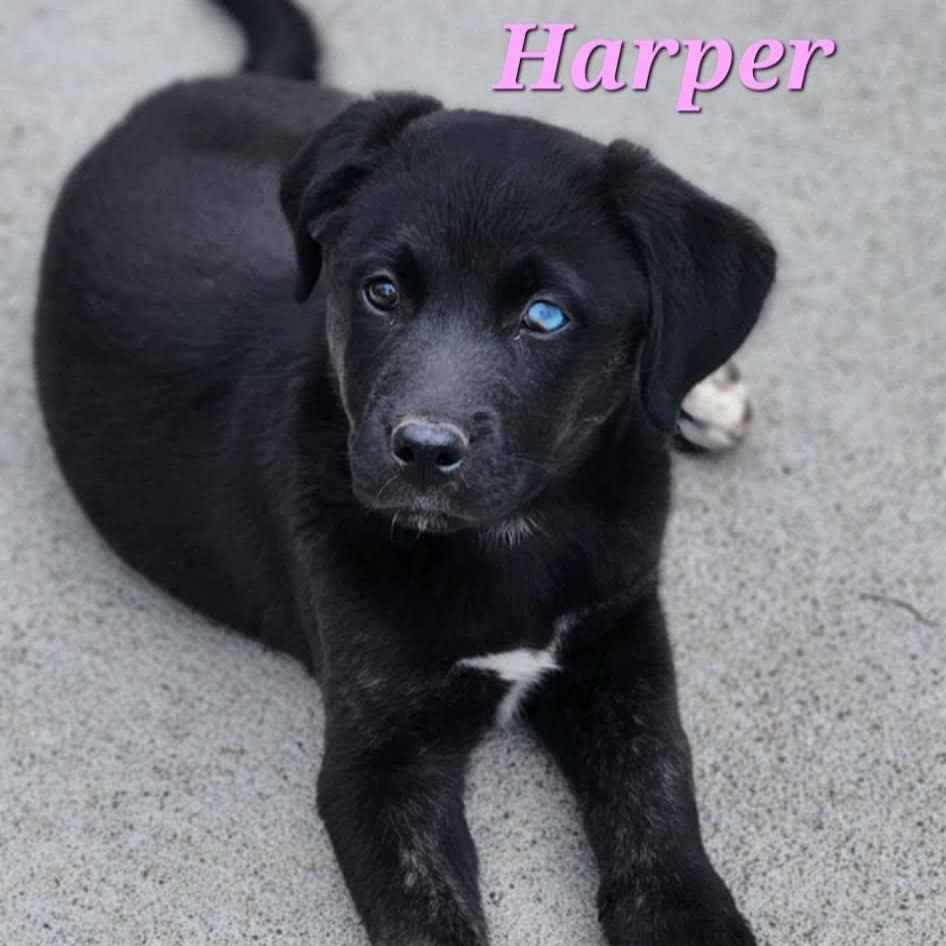 Harper photo 3
