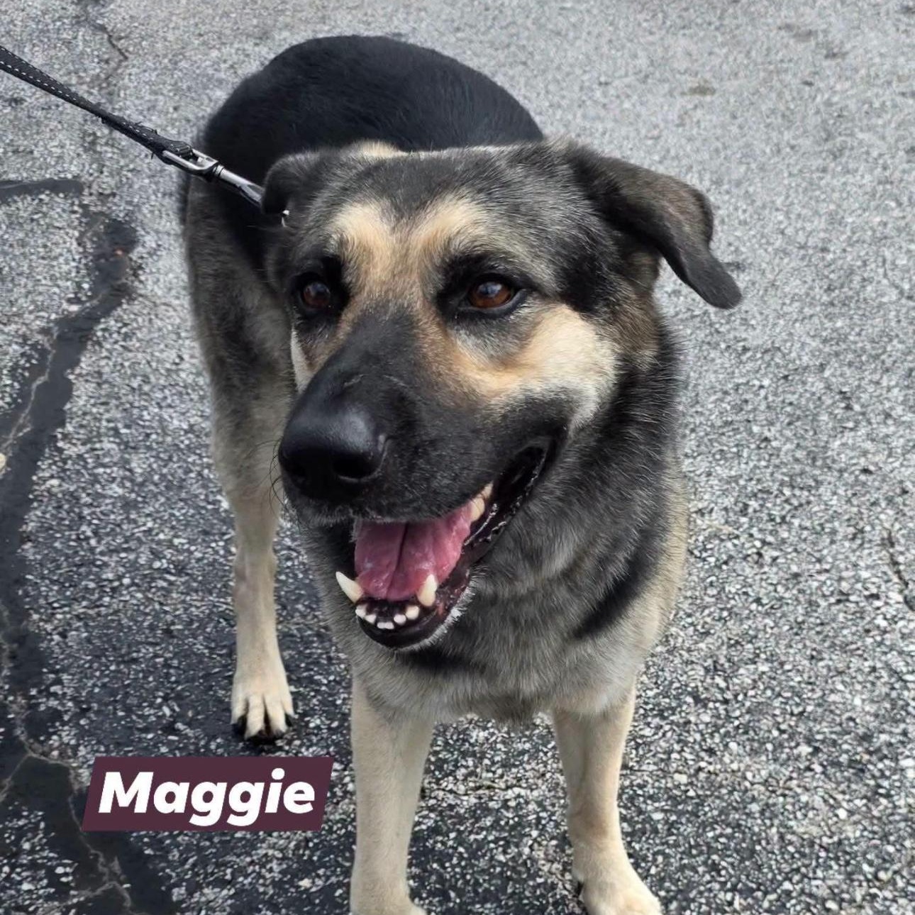 Enlarge 6131 Maggie4, a Adoptable mixed breed in Springfield, MO image 1/5