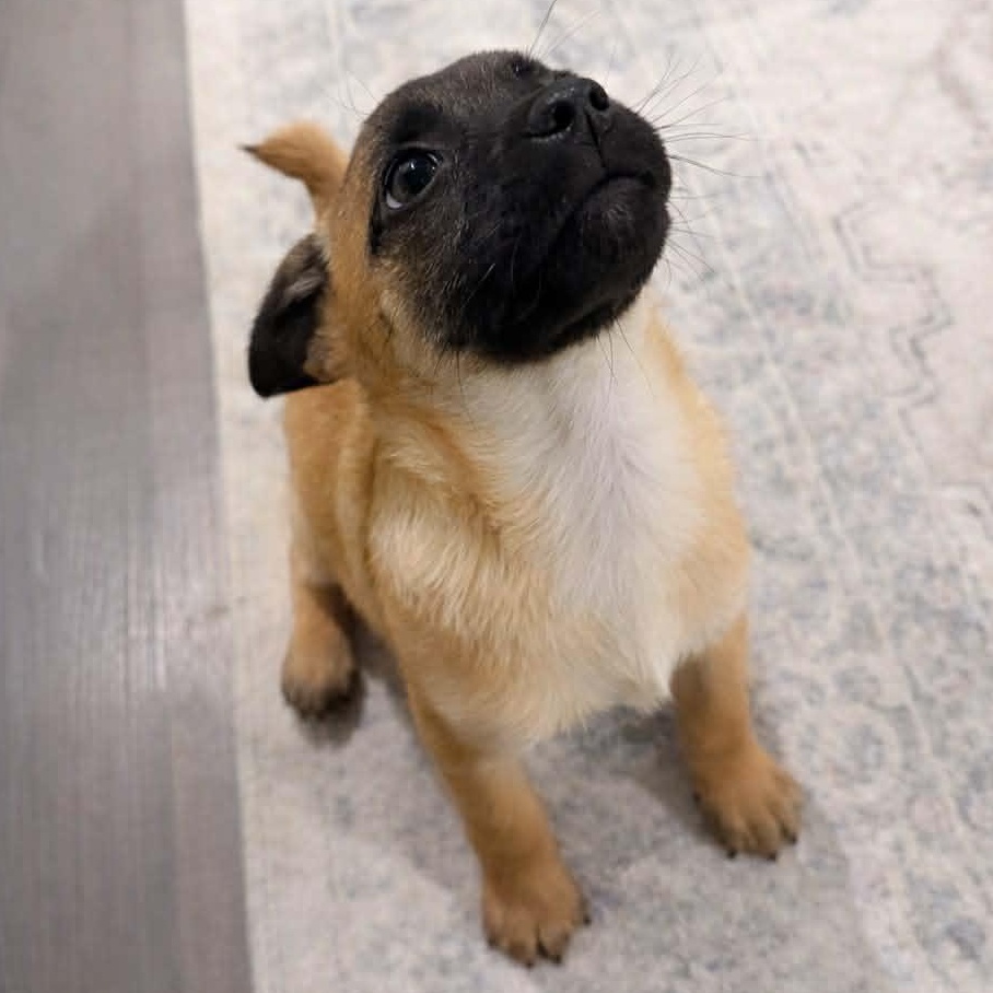 Enlarge Soltera (Subaru litter), a Adoptable mixed breed in Silvana, WA image 3/5