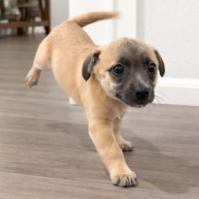 Soltera (Subaru litter), Adoptable, Puppy Female Chihuahua.