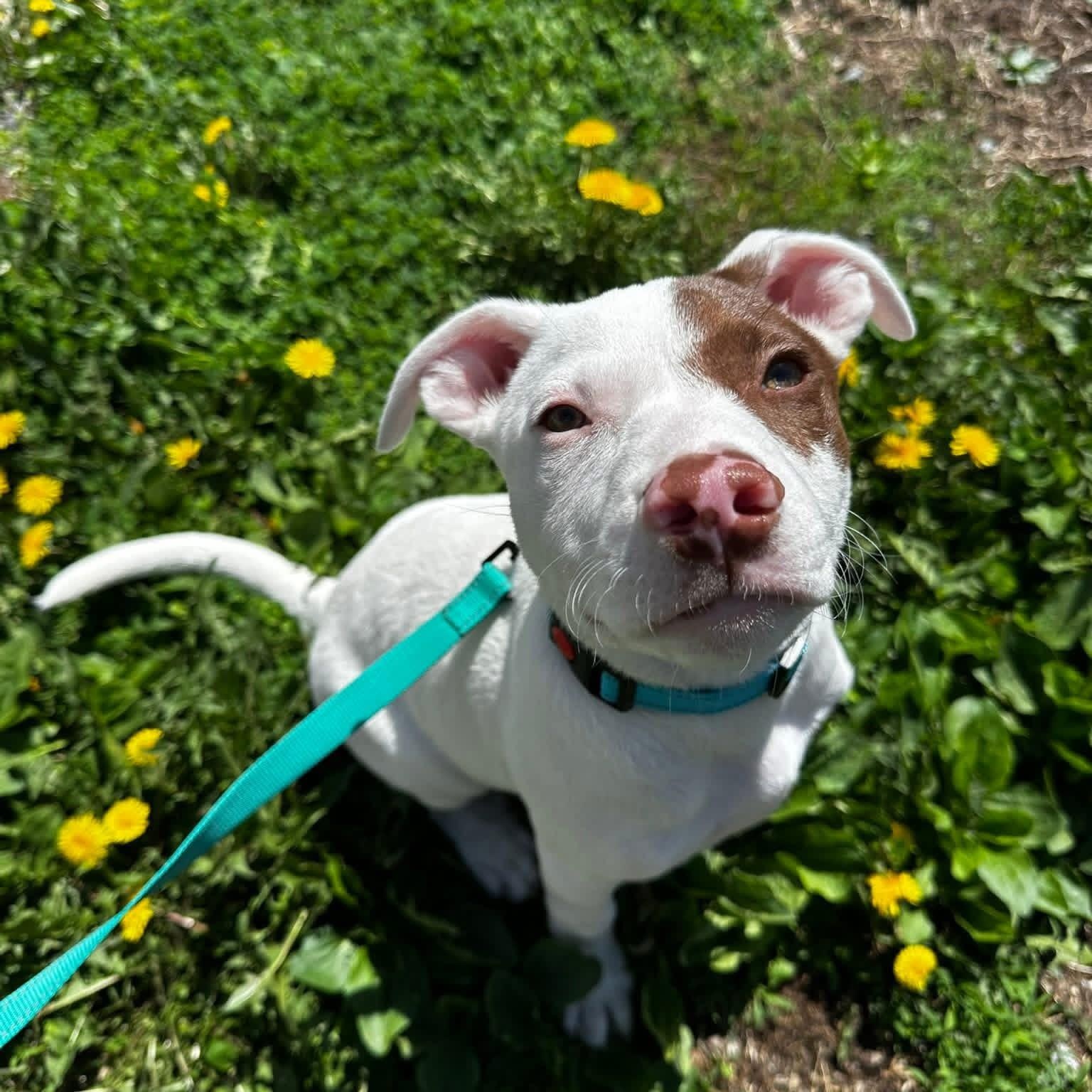 Enlarge Gyro, an adopted Mixed Breed in Highland, NY image 2/3