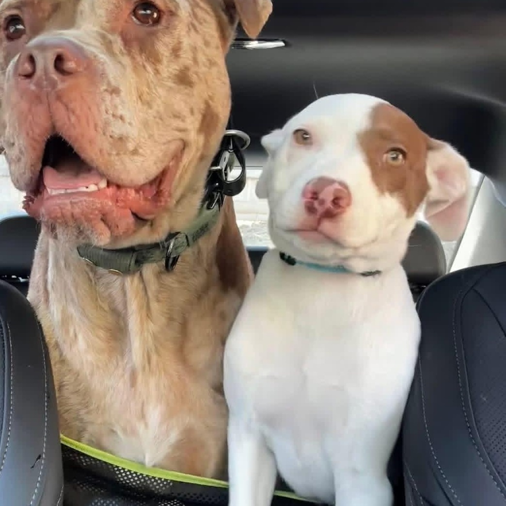 Enlarge Gyro, an adopted Mixed Breed in Highland, NY image 3/3