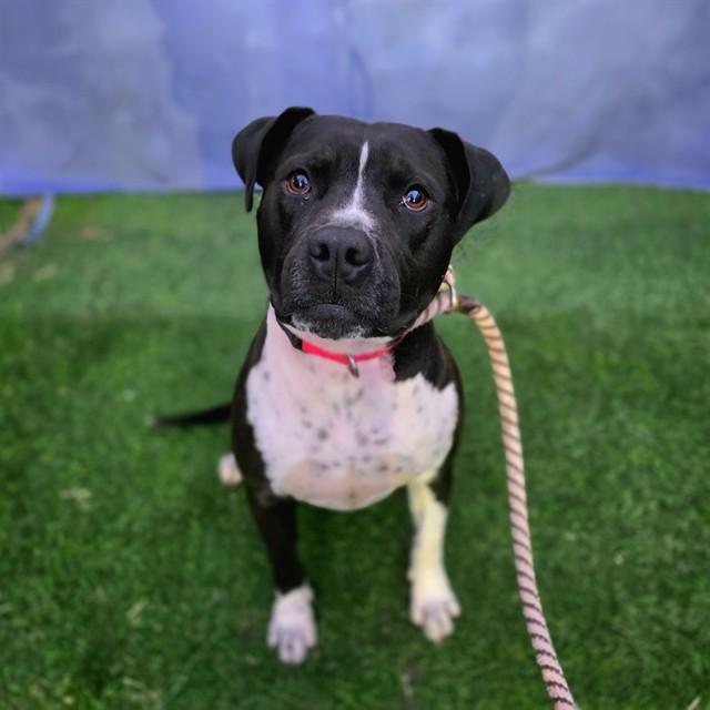 TOOTSIE — thumbnail 2