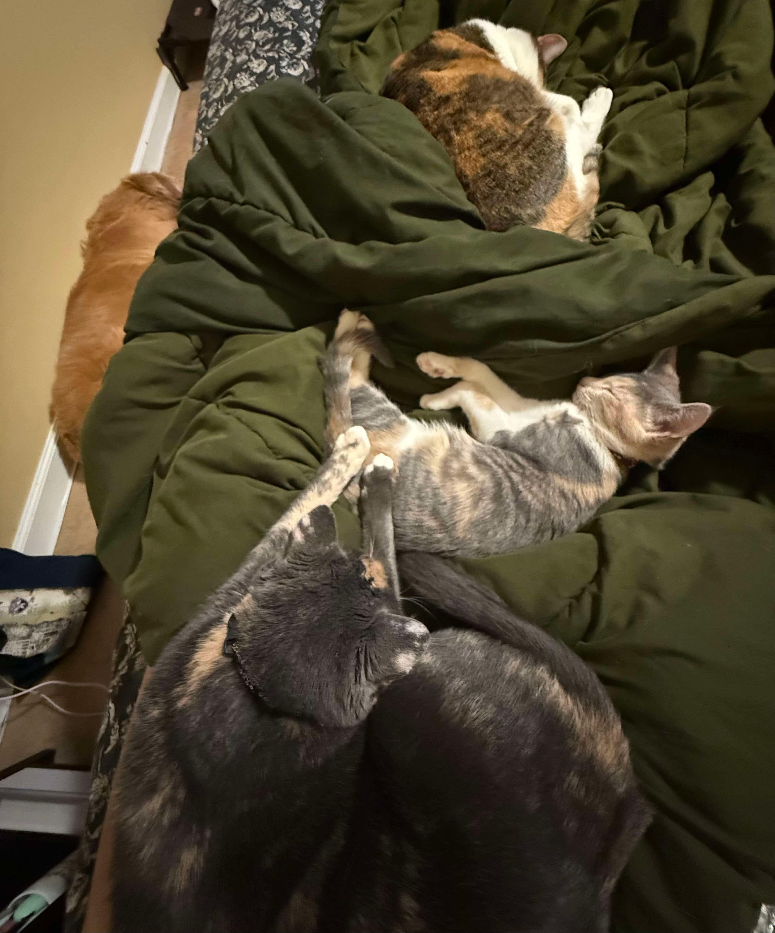 Gilly (Frageelay), an adopted Domestic Short Hair in Sterling, VA image 6/6