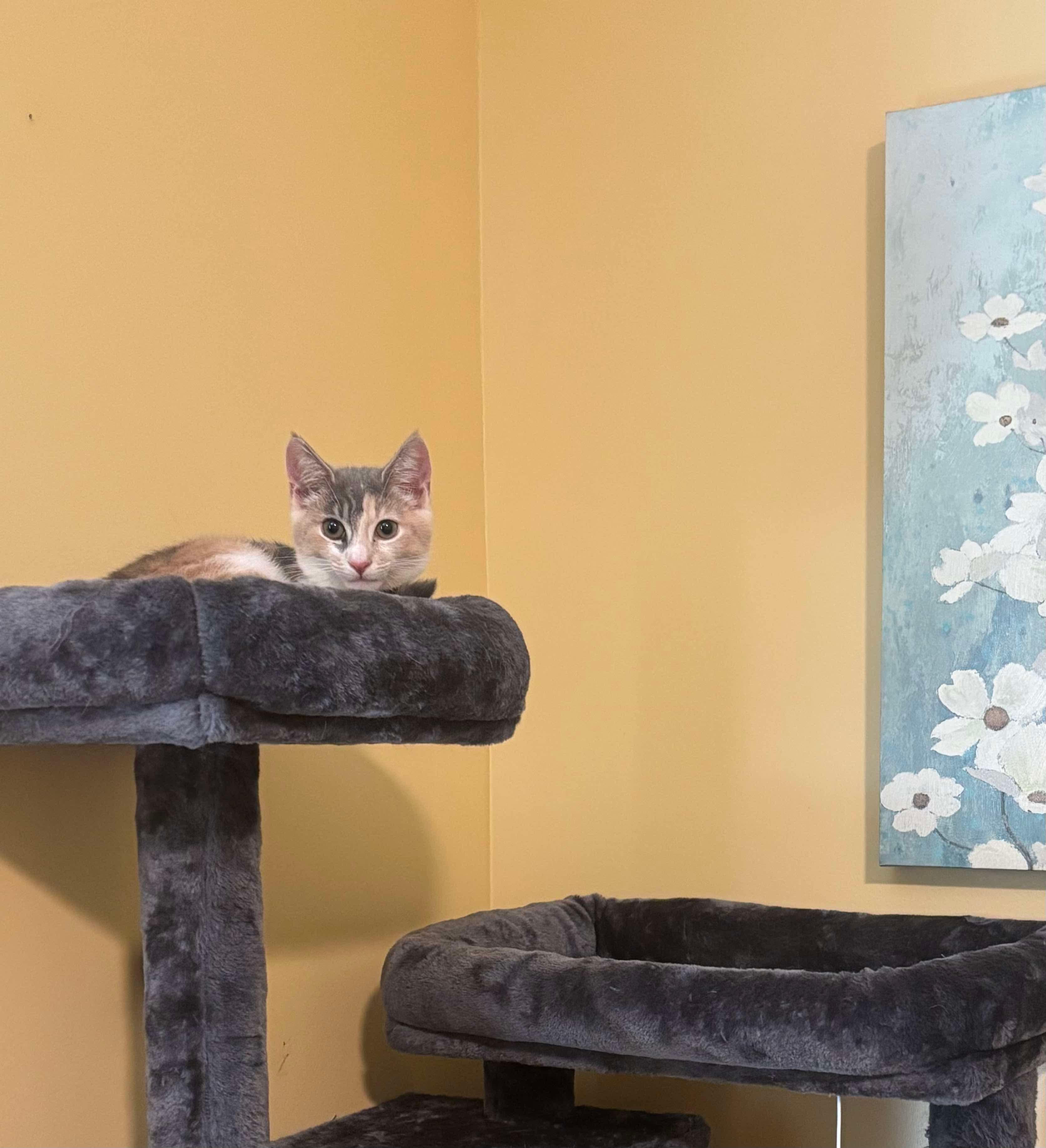 Gilly (Frageelay), an adopted Domestic Short Hair in Sterling, VA image 5/6