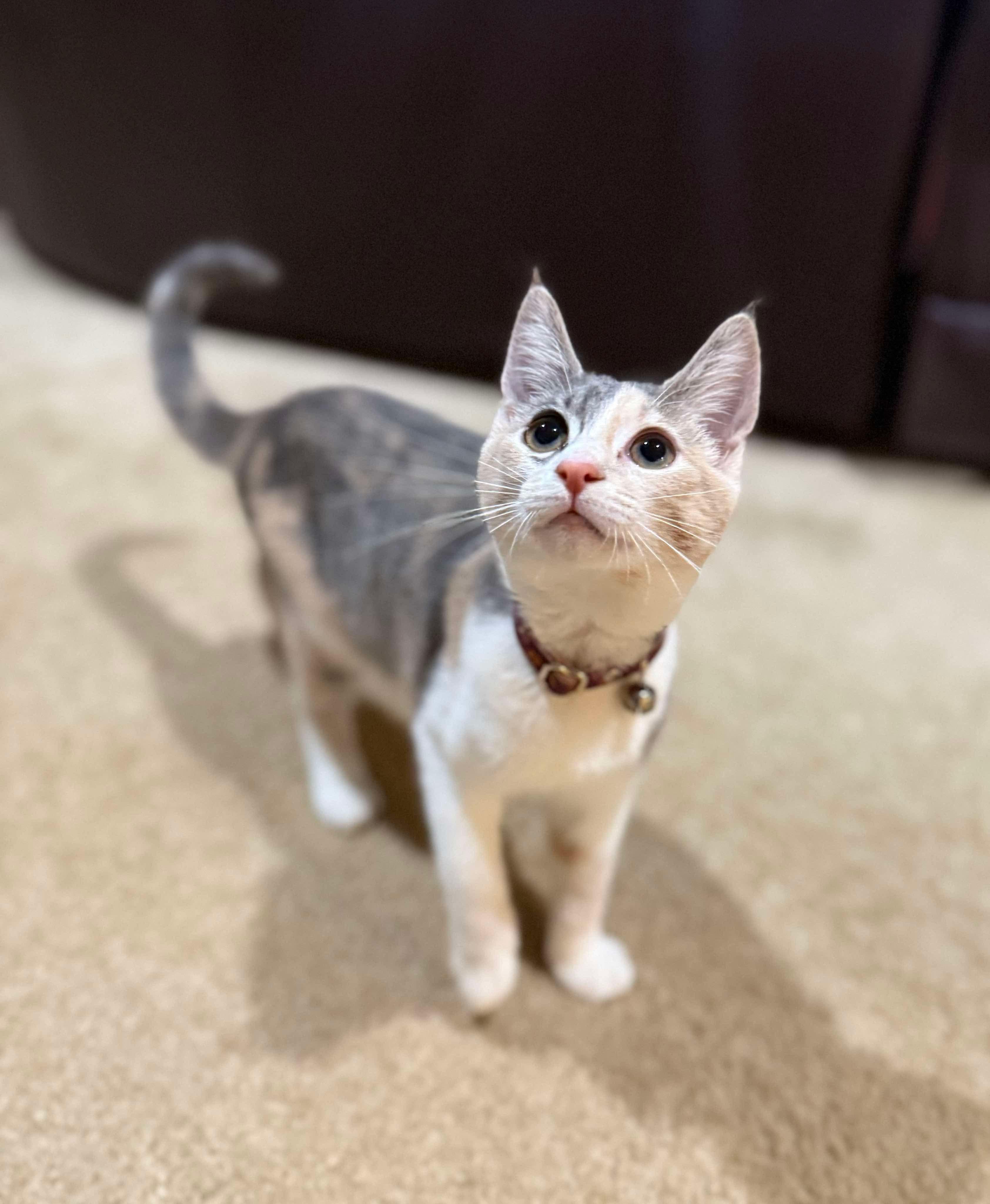 Gilly (Frageelay), an adopted Domestic Short Hair in Sterling, VA image 2/6