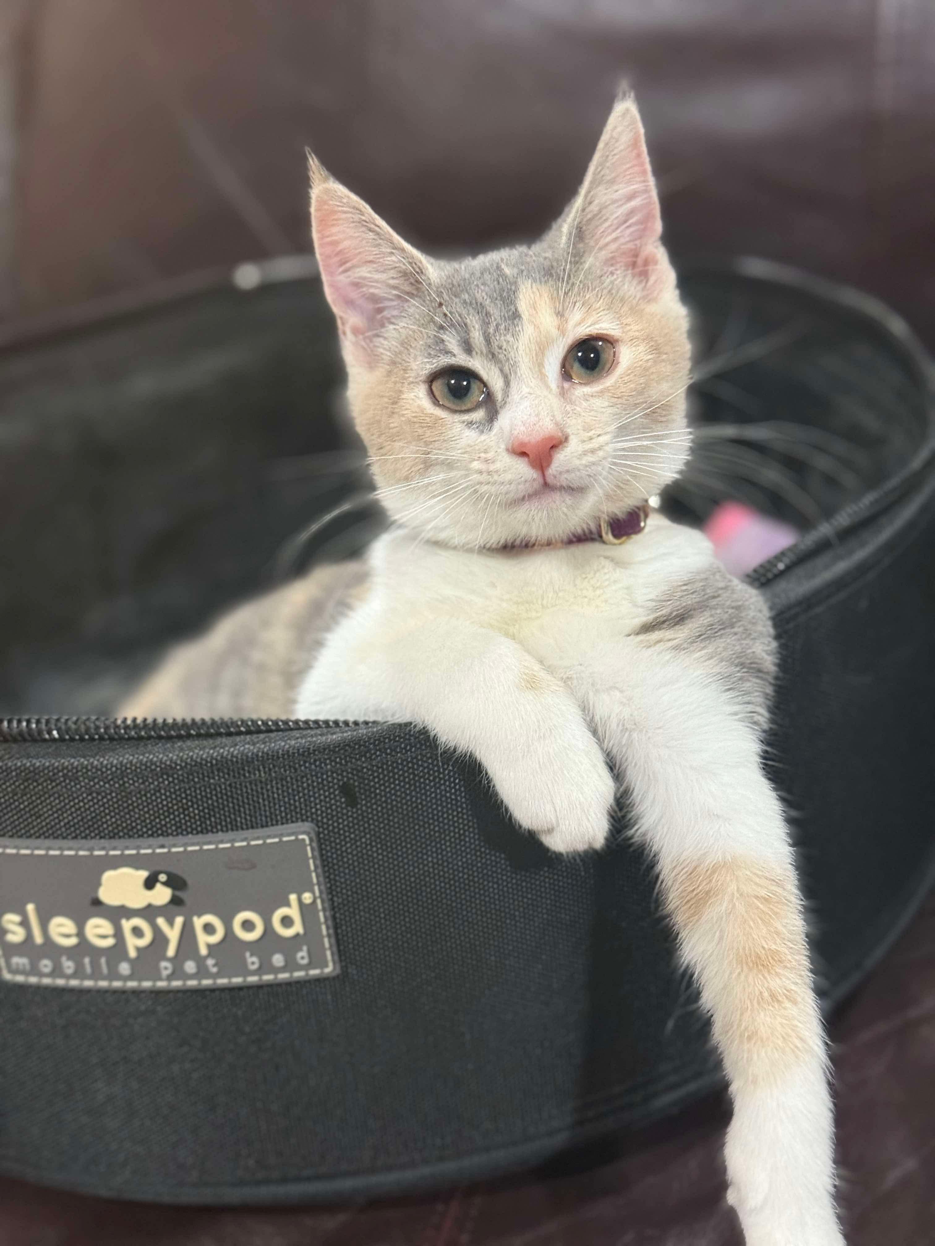 Gilly (Frageelay), an adopted Domestic Short Hair in Sterling, VA image 1/6