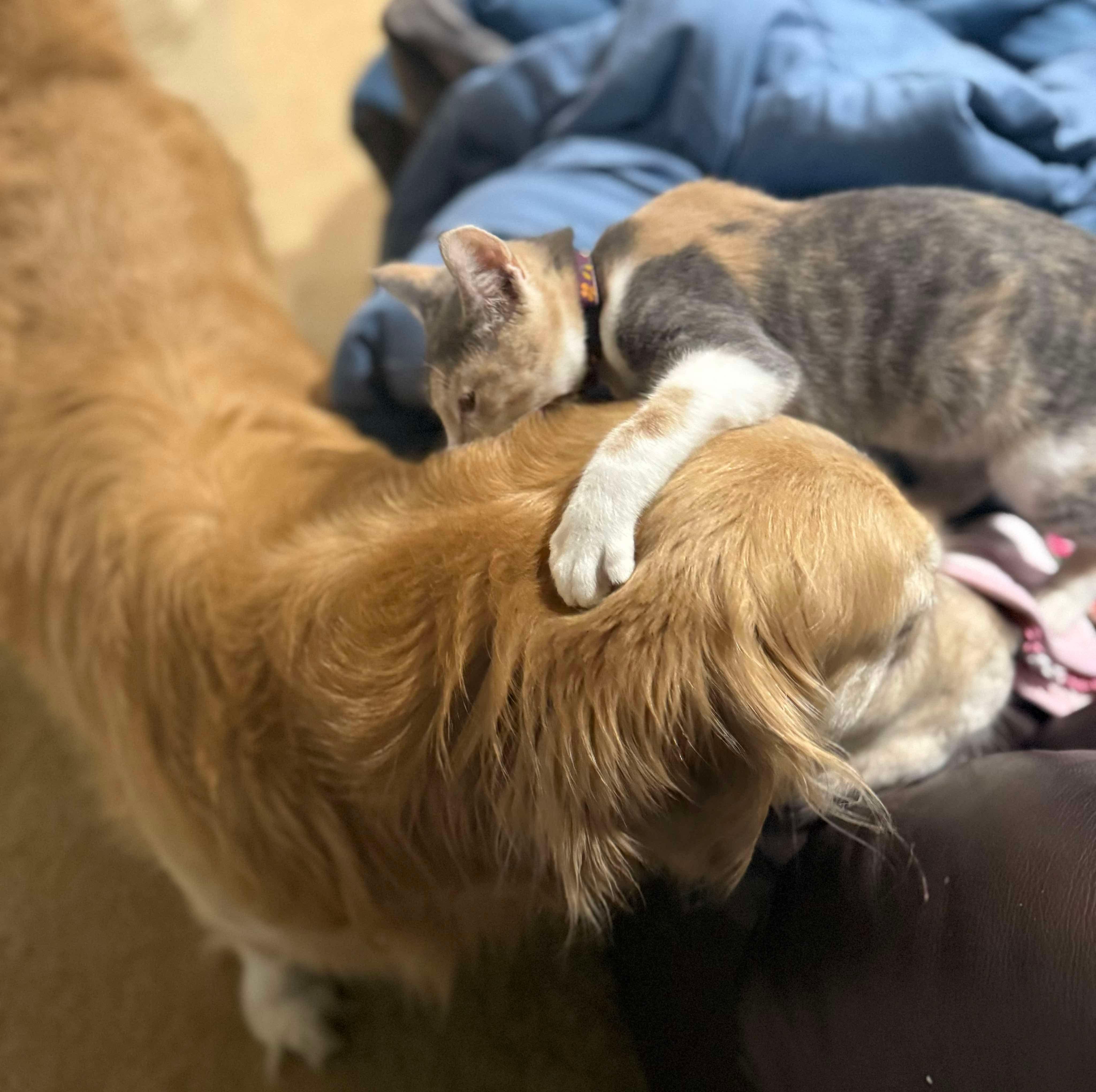 Gilly (Frageelay), an adopted Domestic Short Hair in Sterling, VA image 3/6