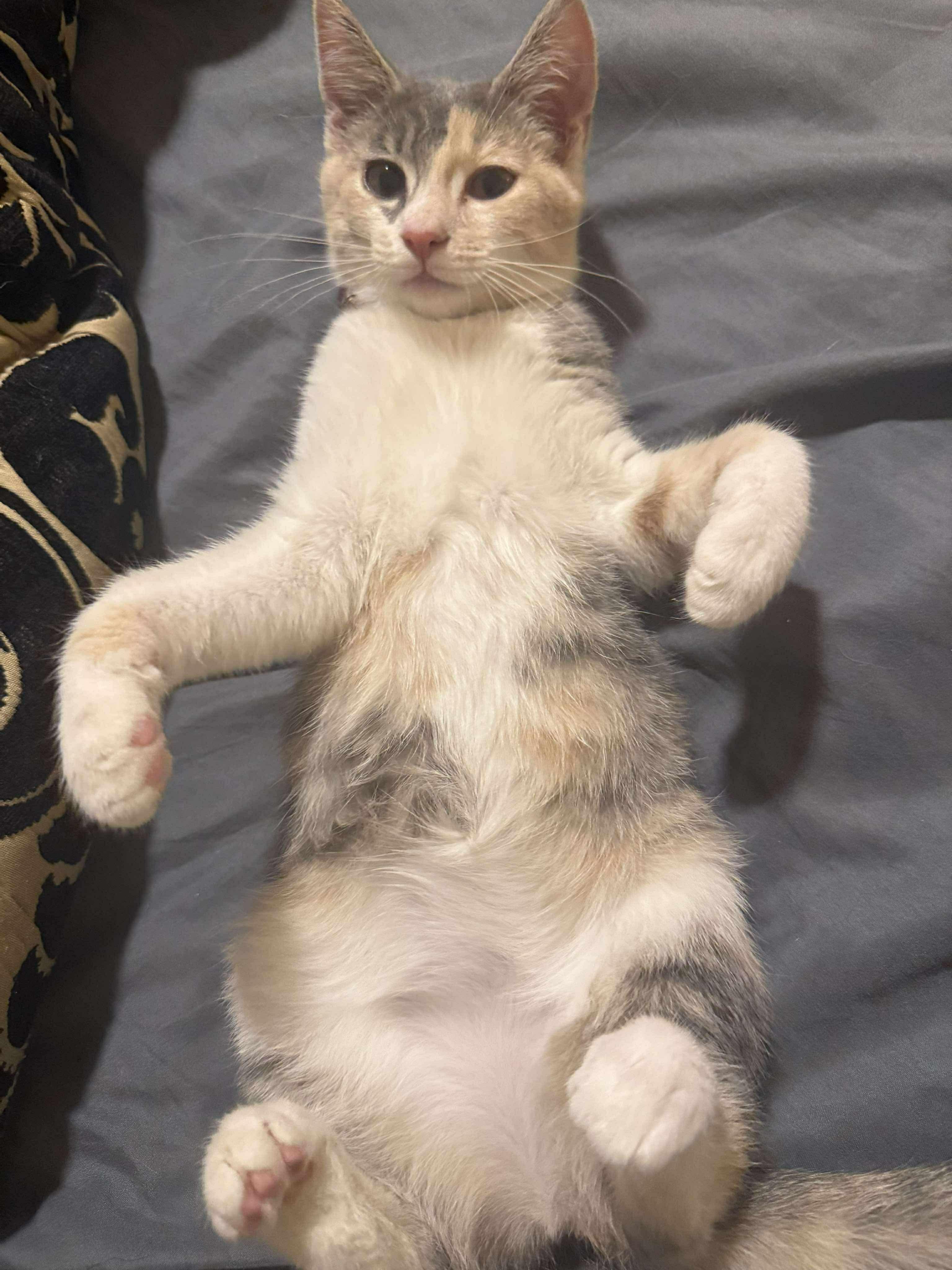 Gilly (Frageelay), an adopted Domestic Short Hair in Sterling, VA image 4/6