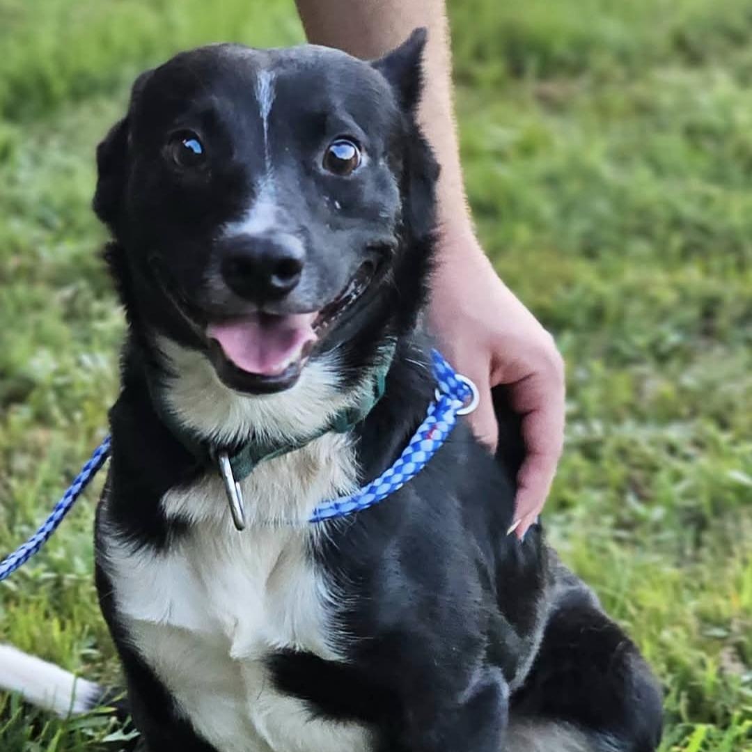 Enlarge Tux, a Adopted mixed breed in Fort Payne, AL image 1/2