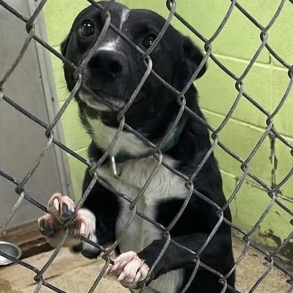 Enlarge Tux, a Adopted mixed breed in Fort Payne, AL image 2/2