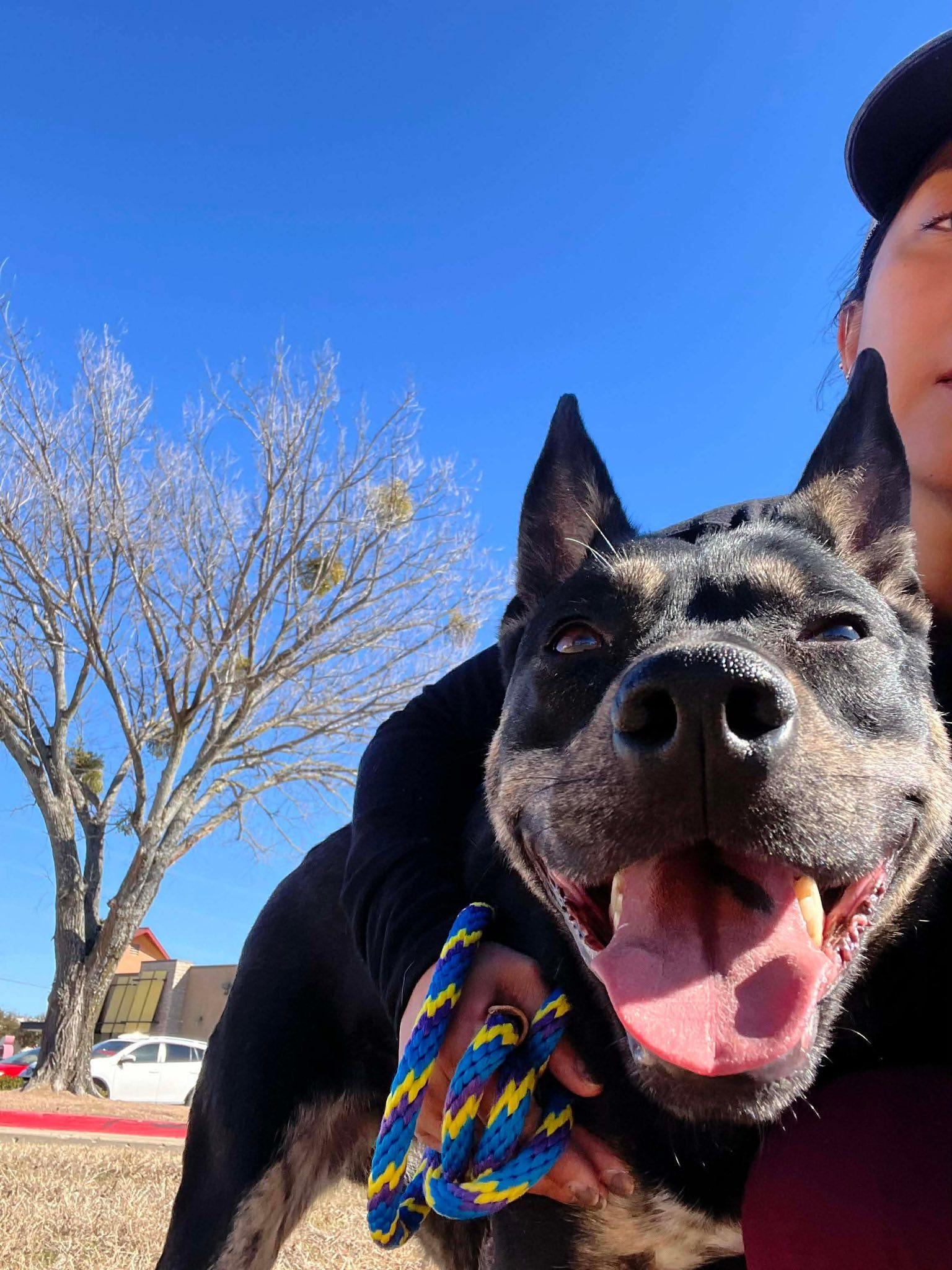 Enlarge Sadie, a Adopted Australian Cattle Dog / Blue Heeler in Rowlett, TX image 1/3