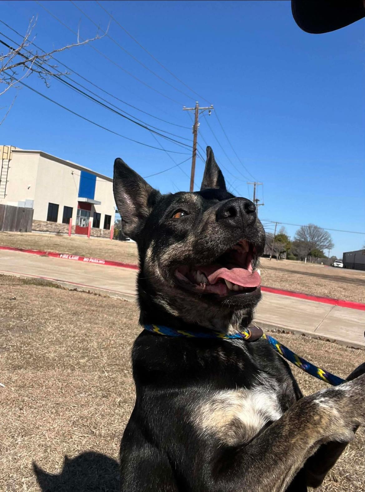Enlarge Sadie, a Adopted Australian Cattle Dog / Blue Heeler in Rowlett, TX image 2/3