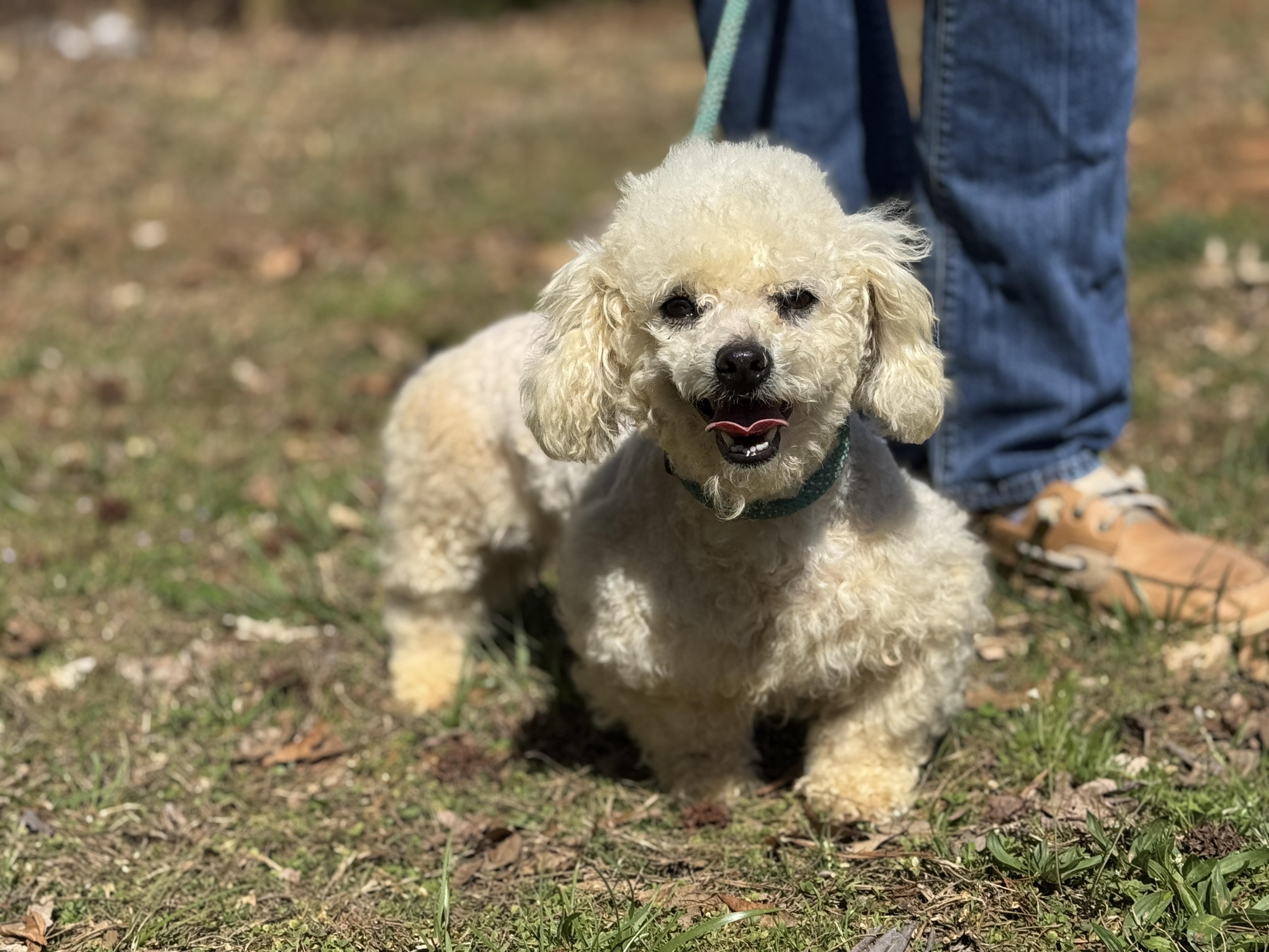 Enlarge Precious , a ADOPTABLE Bichon Frise in Richmond, VA image 5/6