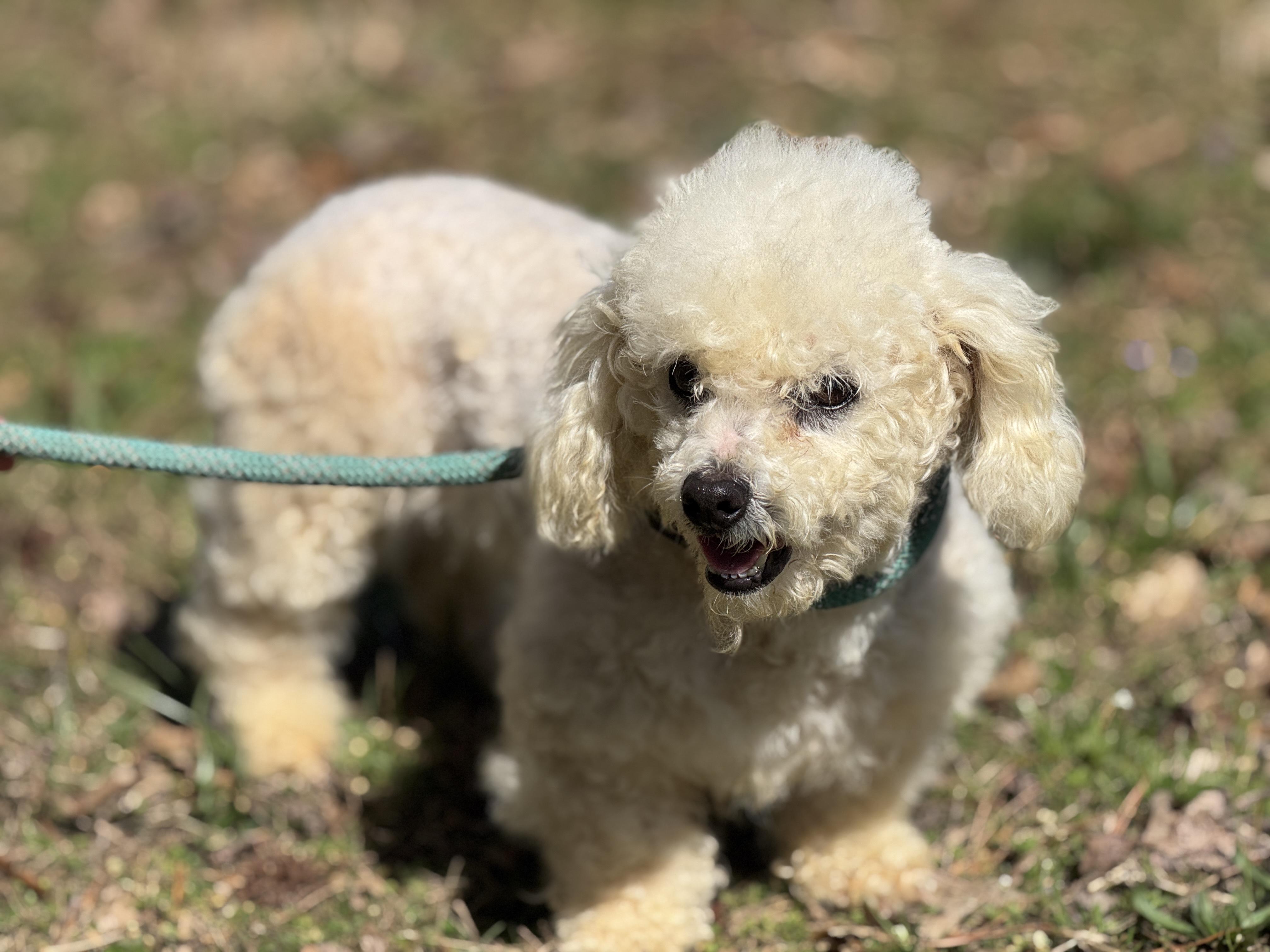Enlarge Precious , a ADOPTABLE Bichon Frise in Richmond, VA image 4/6