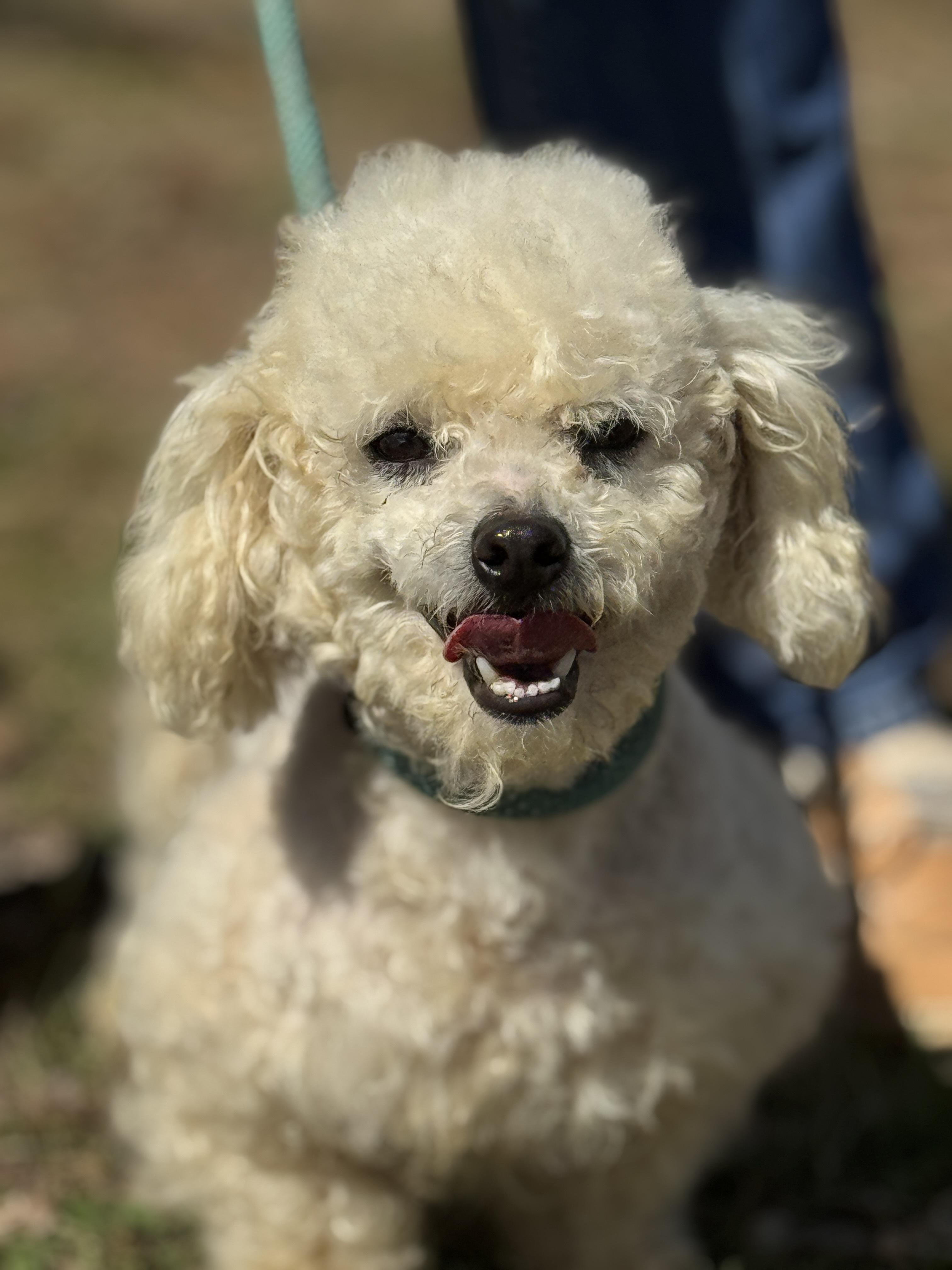Precious , ADOPTABLE, Adult Female Bichon Frise.